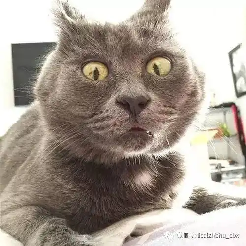 最全的ico科普文,看这一篇就够了

