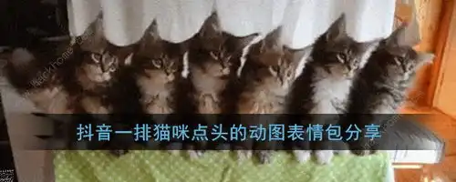 抖音一排猫咪点头gif原图三只猫点头表情包高清分享
