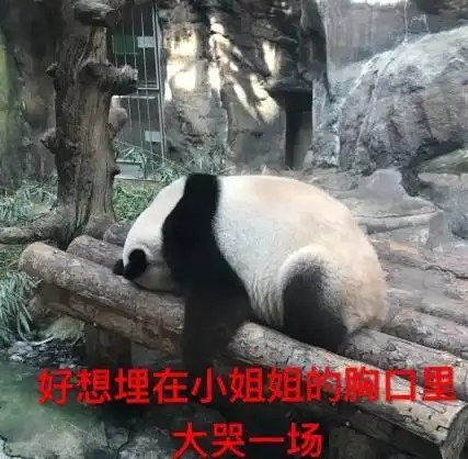 分享一组熊猫宝宝的看图说话,哈哈哈萌炸了
