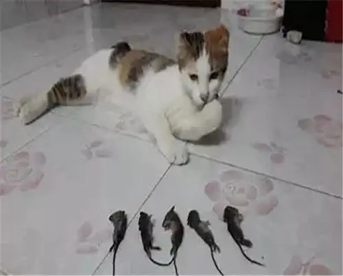 小猫咪陆续被送人,当仅剩1只时,猫妈妈紧紧的将它抱在怀中不舍
