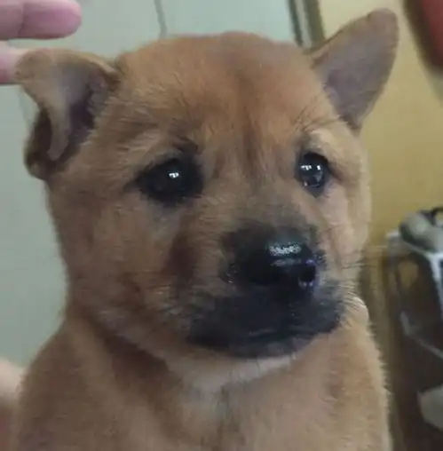 花6000买了一只柴犬,带回家那一刻被家人臭骂一顿

