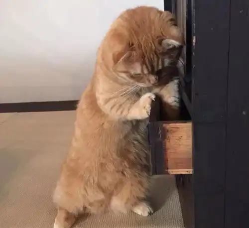 猫咪翻找抽屉,发现自己私藏的小鱼干不见了,表情自闭了
