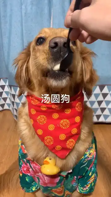 狗子第一次吃汤圆,表情此起彼伏
