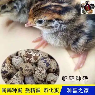鹌鹑种蛋受精蛋孵化蛋孵化器鹌鹑种蛋孵化基地直接供货种蛋可孵化
