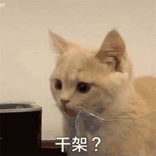 今日份沙雕表情包你又皮痒了
