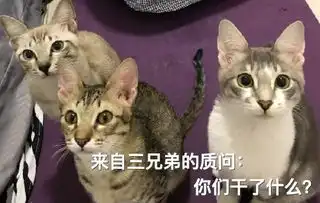 猫咪三兄弟相约做了拆蛋手术,等待退麻醉的画面笑死了
