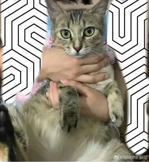 猫爸公益流浪猫领养江西北京杭州上海南京地区已更新1.25更新
