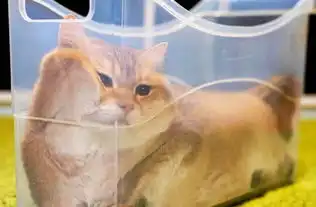 一夜爆红的猫咪表情包,方形猫猫,知道它的由来,你会笑抽过去生活
