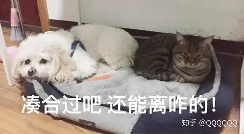 中国狸花猫有什么优缺点呢
