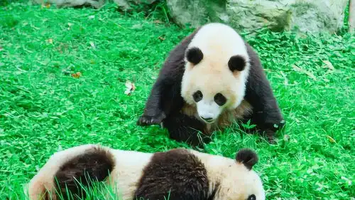 大熊猫我今天就跟你杠上了,你问我好不好玩给你个表情自己体会

