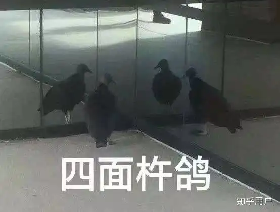 怎么沙雕的形容鸽子王
