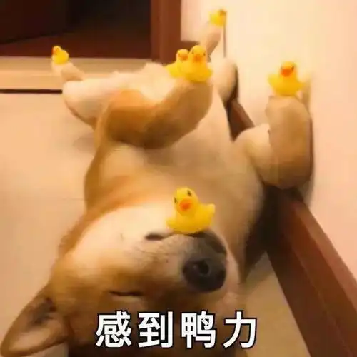 单身税来了面对国家级逼婚,你准备交税还是脱单
