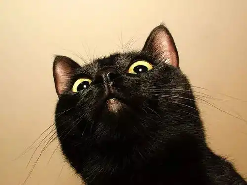 咦猫咪竟然没有睫毛11件骨灰级猫奴才知道的事
