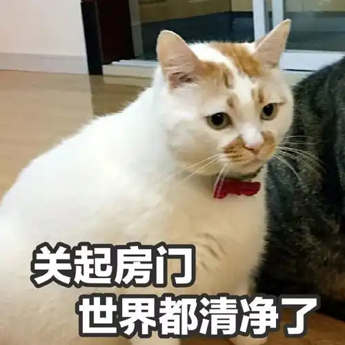 每日吸猫净化灵魂
