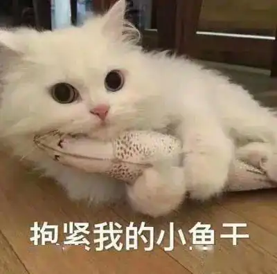 别在猫面前吃东西,它真的什么事都做得出来
