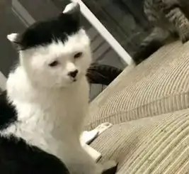 猫真的能辟邪吗
