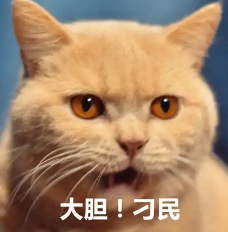 给小橘猫试新猫粮这货吃完竟是这副表情网友笑出杀猪般的笑声
