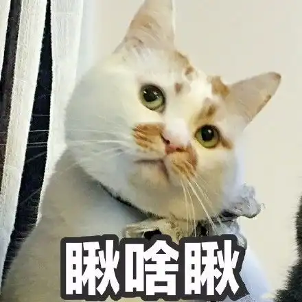 每日一笑,网红猫去世,我们的表情包回喵星球了
