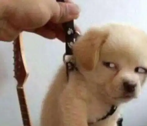 7种狗狗最讨厌的行为,这些雷点别踩
