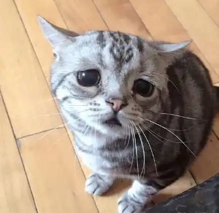 一脸伐开心,要鱼鱼的委屈表情要吃什么买买
