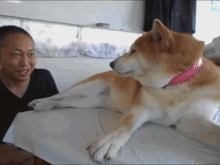 汪界的表情帝,除了柴犬,也没谁能比过二哈了
