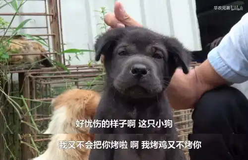 中国人为了吃,真是什么理由都编得出来
