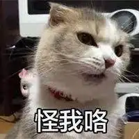 电你猫猫图表情包微信头像图片大全
