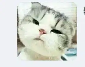 要这只猫的所有表情包或者照片要高清的
