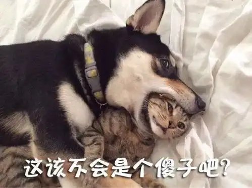 宠物表情包出处表情