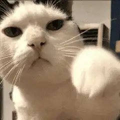 猫咪可爱表情包动态罗文姬表情包表情包沙雕表情包大全
