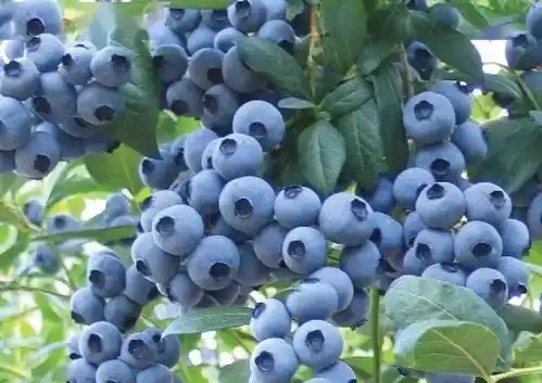 小展位却有大产业宝鸡太白县力促乡村振兴战略实施
