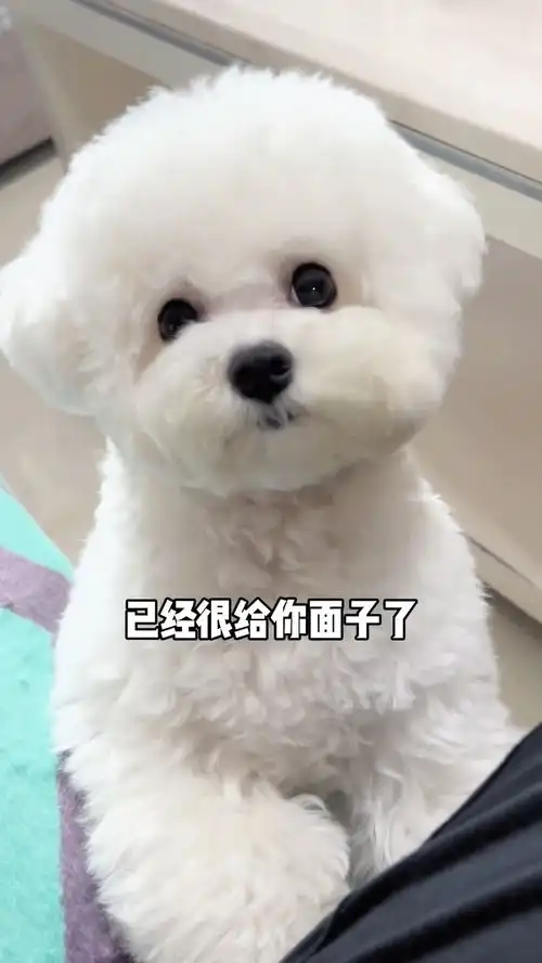 两天咬一回,一回咬三双拖鞋,真服了你个老六,家有傻狗,比熊微笑天使超可爱铲屎官报到比熊
