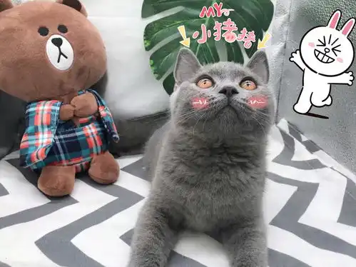 深圳两个家养小蓝猫妹妹找新家咯
