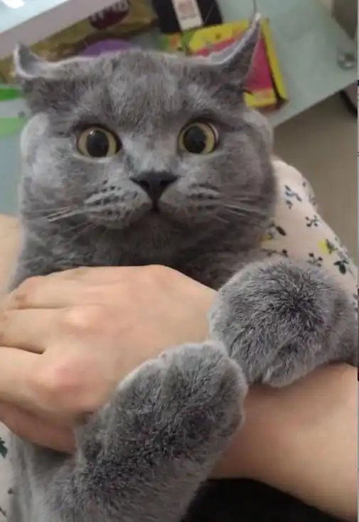 闺蜜将胳膊放在猫咪嘴里,突然听到一声尖叫,猫咪的反应亮了