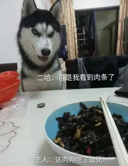 论不要脸我只服哈士奇......
