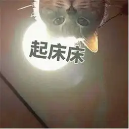 猫咪起床表情包可爱图片猫咪围观你起床表情包
