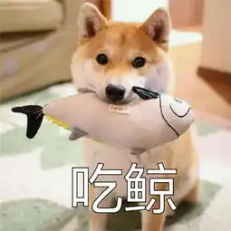 柴犬表情包你再捏我脸我和你急
