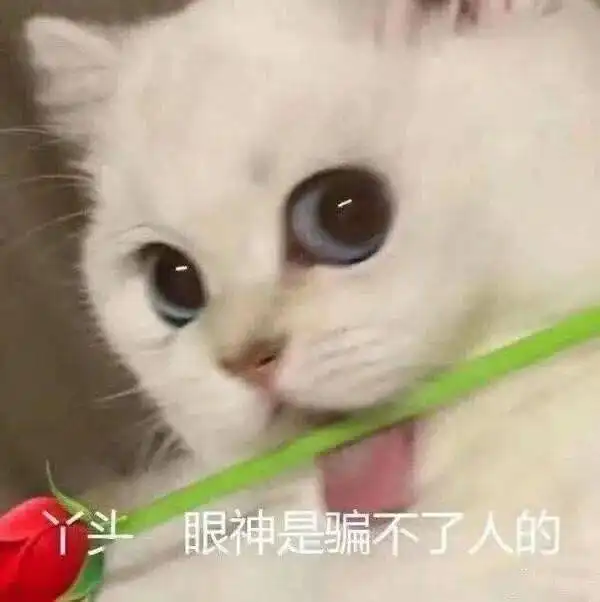 猫猫拿玫瑰花表情包
