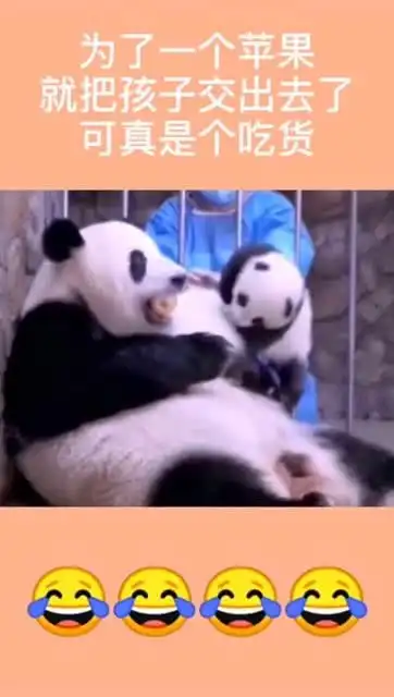 为了一个苹果,就把孩子交出去了,熊猫可真是个吃货
