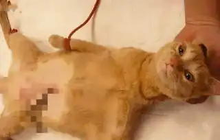橘猫在宠物医院门口坐了一会,就被抓取做绝育,猫好后悔