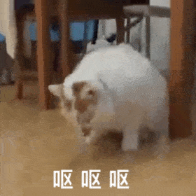 王思聪我命油我不油天丨第124期喵表情
