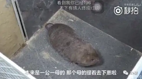 笑到泪奔竹鼠表情包窜上热搜想吃它有一百种理由
