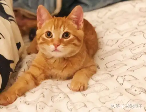 国外的橘猫或者狸花猫真的上万一只吗

