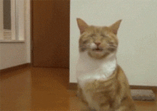 养猫最让人绝望的,是我的猫总邀请我做这样的事
