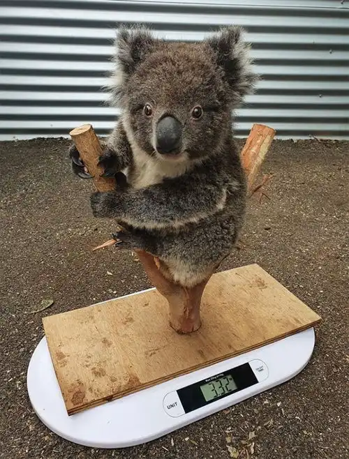 动物朋友们量个体重真的肥肠可爱啊
