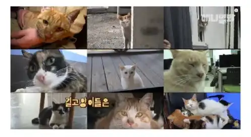 被猫碰瓷你不过是它们眼中的老实人
