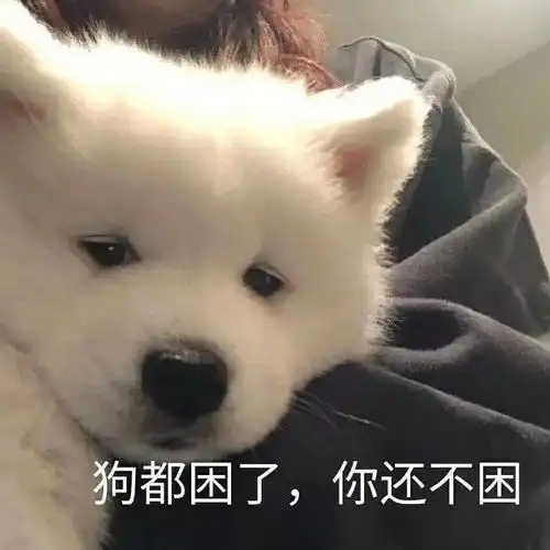 沙雕表情包第十九期就是稀罕你