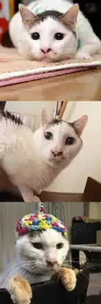 萌宠哈哈哈最近超火的表情包就是它可爱的羊羹君,有猫吸就不错了,别挑三拣四的
