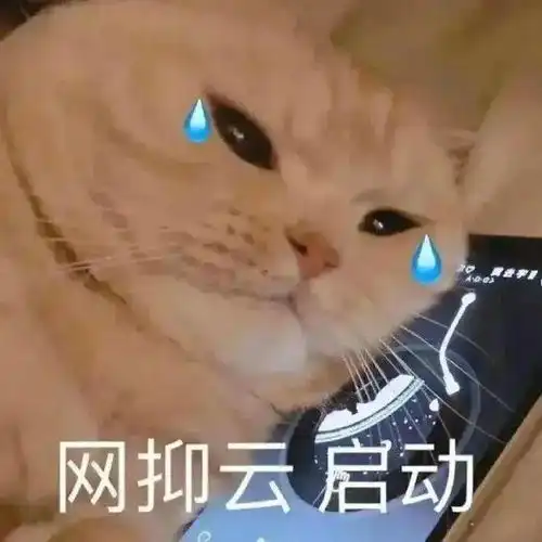 流浪橘猫被误认做金渐层而被收养,三个月后脖子带伤被弃养,橘猫而我,不配有家吗
