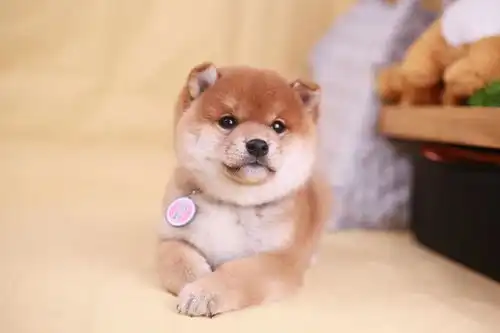新手养柴犬教你养成表情包模样
